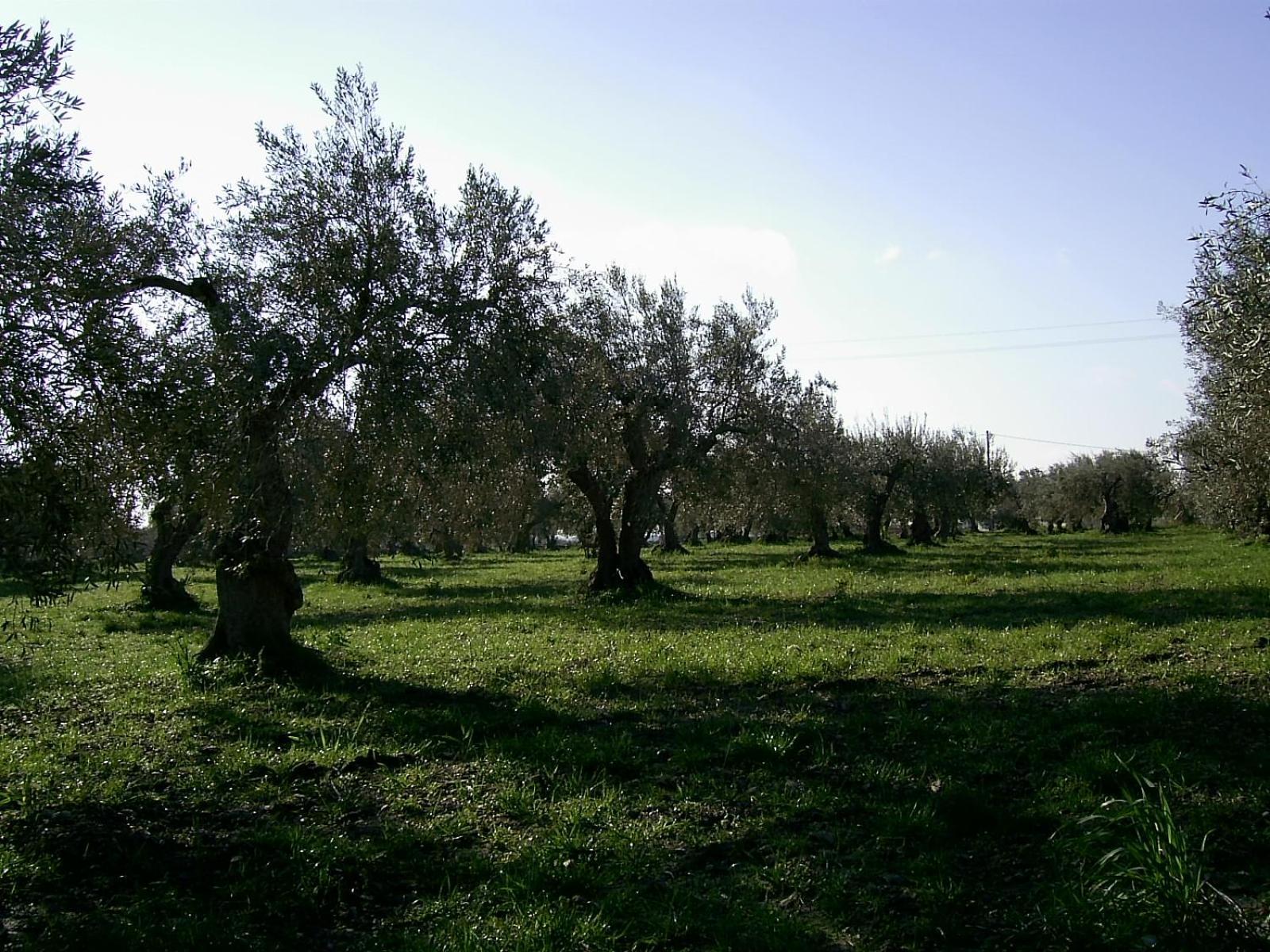 Agriturismo Baglio Calanchi Модика Екстериор снимка